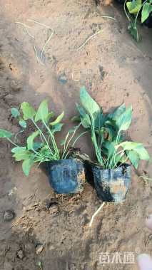 高度20厘米紫花地丁