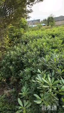 冠幅180厘米海桐球