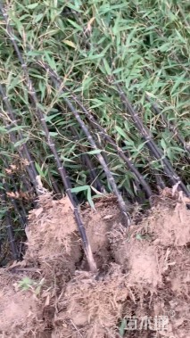 地栽苗紫竹
