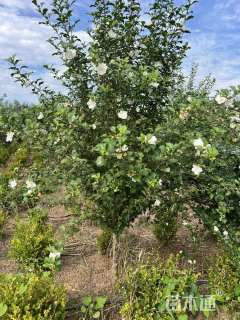 高度250厘米木槿