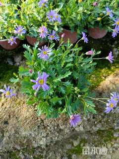 高度15厘米姬小菊