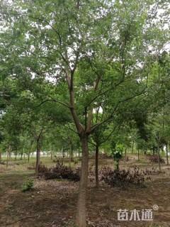 原生苗乌桕