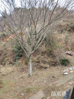 高度300厘米羽毛枫