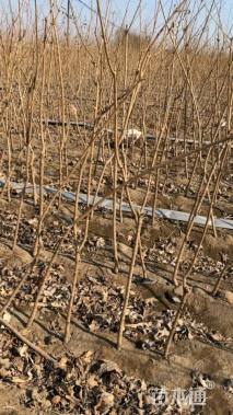 高度100厘米元宝枫小苗