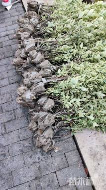 高度80厘米金边黄杨