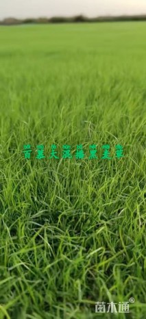 草卷状百慕大草