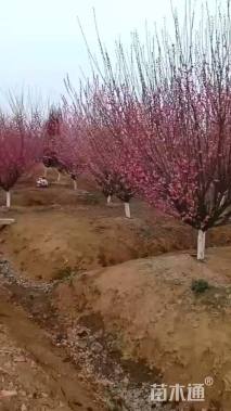 14公分骨里红梅