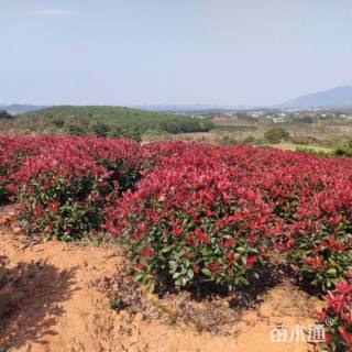 冠幅50厘米红叶石楠球