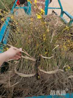 高度30厘米迎春花