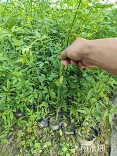 高度40厘米云南黄馨