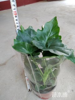 20厘米龟背竹