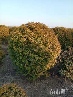 高度150厘米亮金女贞球