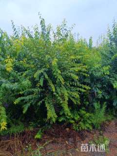 高度500厘米丁香