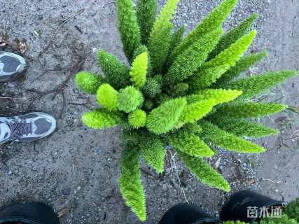 高度45厘米狐尾天门冬