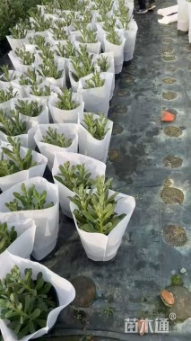 高度35厘米紫罗兰