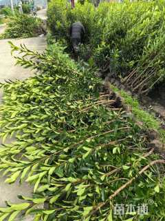 高度150厘米法国冬青