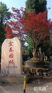 25公分红枫