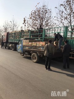 高度25厘米羽扇豆