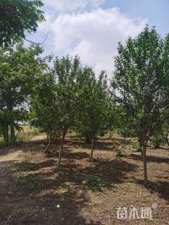 高度200厘米木槿