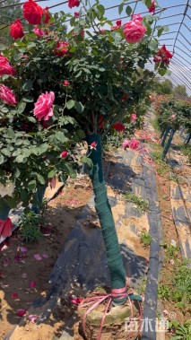 高度150厘米月季