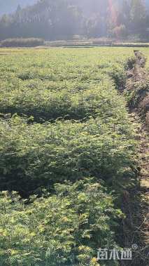 高度50厘米水杉小苗