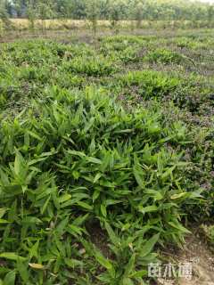 地栽苗箬竹
