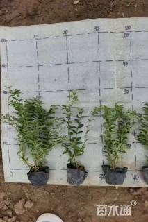 高度20厘米满天星