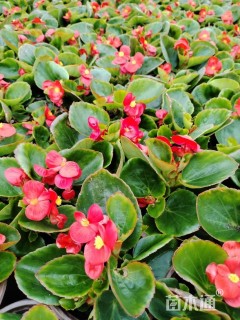 高度20厘米四季秋海棠