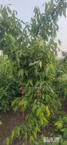 高度250厘米丛生蜡梅