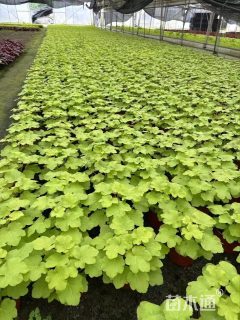 高度15厘米矾根