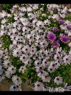 高度10厘米南非万寿菊