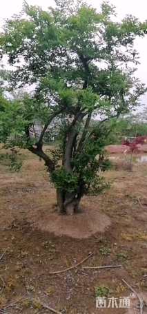40公分朴树