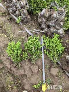 高度40厘米瓜子黄杨