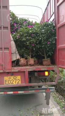 高度70厘米紫花三角梅