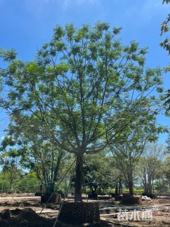 40公分苦楝