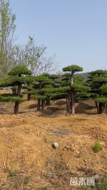 35公分造型对节白蜡