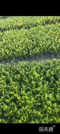 高度20厘米小叶龙船花