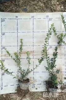 高度30厘米龟甲冬青