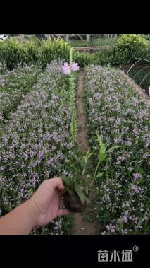 高度20厘米假龙头