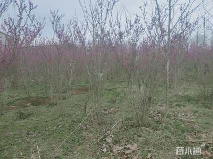 高度200厘米丛生紫荆