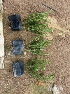 高度25厘米金边六月雪