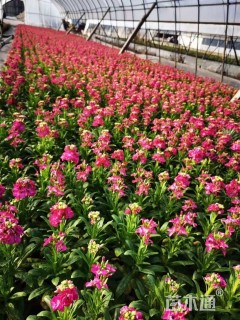 高度20厘米紫罗兰