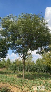 25公分国槐