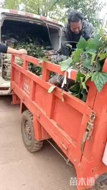 高度15厘米太阳花