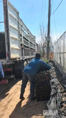 高度30厘米地被石竹