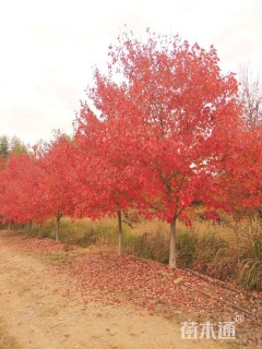 25公分北美红枫