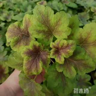 高度21厘米矾根