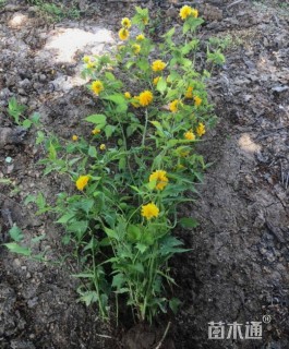 高度50厘米水腊