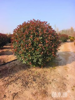 冠幅120厘米红叶石楠球