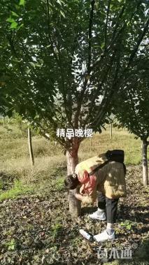 18公分日本晚樱